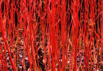 The best red Dogwood - Cpornus sibirica